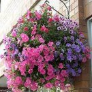 120 PCS Seeds Mix Petunia Splendid in hanging baskets and containers 120 PCS Seeds Mix Petunia Splendid in hanging baskets and containers