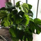 100 PCS Seeds Mix Philodendron Bonsai, Vine Leaf, Indoor Plants 100 PCS Seeds Mix Philodendron Bonsai, Vine Leaf, Indoor Plants