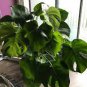 100 PCS Seeds Mix Philodendron Bonsai, Vine Leaf, Indoor Plants