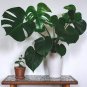 100 PCS Seeds Mix Philodendron Bonsai, Vine Leaf, Indoor Plants