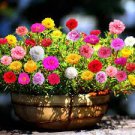 100 PCS Seeds Mix PORTULACA Grandiflora MOSS ROSE Flower 100 PCS Seeds Mix PORTULACA Grandiflora MOSS ROSE Flower