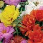 100 PCS Seeds Mix PORTULACA Grandiflora MOSS ROSE Flower