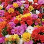 100 PCS Seeds Mix PORTULACA Grandiflora MOSS ROSE Flower