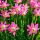 200 PCS Seeds Mix Rain Lily Flowering Seeds Beautiful Bright Colors Vigorous