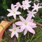 200 PCS Seeds Mix Rain Lily Flowering Seeds Beautiful Bright Colors Vigorous