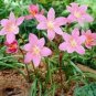 200 PCS Seeds Mix Rain Lily Flowering Seeds Beautiful Bright Colors Vigorous