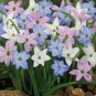 200 PCS Seeds Mix Rain Lily Flowering Seeds Beautiful Bright Colors Vigorous