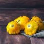 8 PCS Seeds Mix Scalloped Patty Pan UFO Squash
