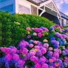 30 PCS Seeds Mix Violet Perennial Plants Flower 30 PCS Seeds Mix Violet Perennial Plants Flower