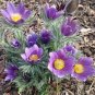 30 PCS Seeds Mix Violet Perennial Plants Flower