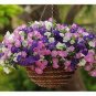 30 PCS Seeds Mix Violet Perennial Plants Flower
