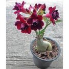 2 PCS Seeds Mixed 2 Kind of Adenium Desert Rose 2 PCS Seeds Mixed 2 Kind of Adenium Desert Rose