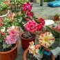 2 PCS Seeds Mixed 2 Kind of Adenium Desert Rose
