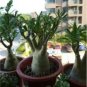 2 PCS Seeds Mixed 2 Kind of Adenium Desert Rose