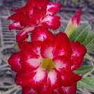 2 PCS Seeds Mixed 2 types of Adenium Desert Rose yellow red one and pink red 2 PCS Seeds Mixed 2 types of Adenium Desert Rose yellow red one and pink red