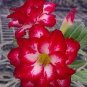 2 PCS Seeds Mixed 2 types of Adenium Desert Rose yellow red one and pink red