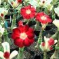 2 PCS Seeds Mixed 2 types of Adenium Desert Rose yellow red one and pink red