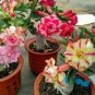 2 PCS Seeds Mixed 2 types of Adenium Desert Rose yellow red one and pink red