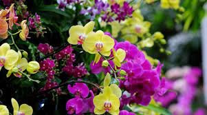 100 PCS Seeds Mixed 4 Colors Orchid Seeds Yellowish Pink & Yellow Red & Dark Red & Purple Tiger