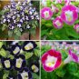 200 PCS Seeds mixed 4 Colors Torenia Fournieri