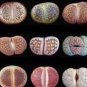 10 PCS Seeds Mixed 10 Types of Lithops varieties living stones succulent bonsai