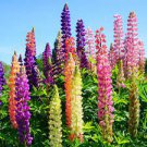 20 PCS Seeds Mixed 12 Types of Russell Lupine Dull Ice Flowers 20 PCS Seeds Mixed 12 Types of Russell Lupine Dull Ice Flowers