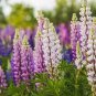 20 PCS Seeds Mixed 12 Types of Russell Lupine Dull Ice Flowers