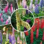 20 PCS Seeds Mixed 12 Types of Russell Lupine Dull Ice Flowers