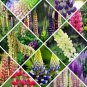20 PCS Seeds Mixed 12 Types of Russell Lupine Dull Ice Flowers