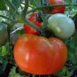 150 PCS Seeds Mixed 16 Types Tomatoes S M L sized Red Pink Green Black Brown Tomato Fruit
