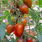100 PCS Seeds Mixed 24 Types Organic Tomato 100 PCS Seeds Mixed 24 Types Organic Tomato