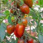 100 PCS Seeds Mixed 24 Types Organic Tomato