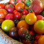 100 PCS Seeds Mixed 24 Types Organic Tomato