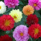 50 PCS Seeds Mixed 25 Typs of Hardy Heat-resisting Different Perennial Dahlia Flower