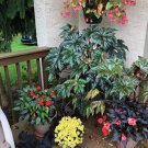 120 PCS Seeds Mixed 4 Types Begonia Seeds Includin Fire Red, Green, White, Gray Red