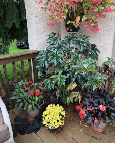120 PCS Seeds Mixed 4 Types Begonia Seeds Includin Fire Red, Green, White, Gray Red
