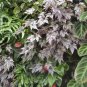 120 PCS Seeds Mixed 4 Types Begonia Seeds Includin Fire Red, Green, White, Gray Red