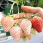 100 PCS Seeds Mixed 4 Types of Blue Purple White Red Strawberry