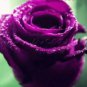 50 PCS Seeds Mixed 4 Types of Blue Red Purple Green Rainbow Garden Rose Plants Flowers