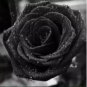 50 PCS Seeds Mixed 4 Types of Blue Red Purple Green Rainbow Garden Rose Plants Flowers