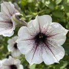 200 PCS Seeds Mixed 4 Types of White Petunia Bonsai Flowers 200 PCS Seeds Mixed 4 Types of White Petunia Bonsai Flowers
