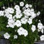 200 PCS Seeds Mixed 4 Types of White Petunia Bonsai Flowers
