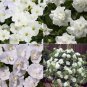 200 PCS Seeds Mixed 4 Types of White Petunia Bonsai Flowers