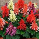 20 PCS Seeds Mixed 5 Typed of Salvia with Tubular Flowers 20 PCS Seeds Mixed 5 Typed of Salvia with Tubular Flowers