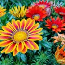 100 PCS Seeds Mixed 6 Colors of Gorgeous Gazania Rigens