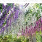 10 PCS Seeds Mixed 6 Colors of Wisteria Plant Seeds Pink Purple White
