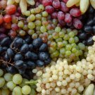 15 PCS Seeds Mixed 6 Varieties of Grape