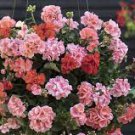 30 PCS Seeds Mixed 8 Colors of Geranium