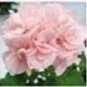 30 PCS Seeds Mixed 8 Colors of Geranium