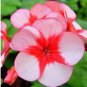 30 PCS Seeds Mixed 8 Colors of Geranium